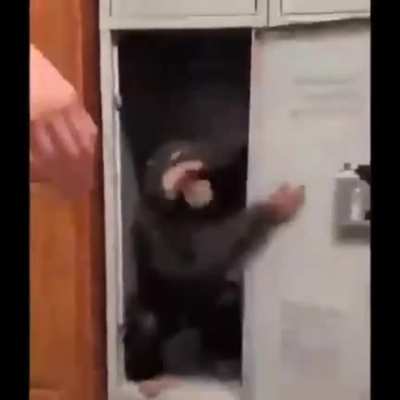 STROGN MONKE BREAK DOWN WEAKLING HUMAN DOOR OO