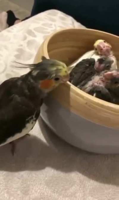 Playing peekaboo with the babies