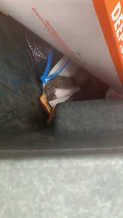 Mom found a squirrel...