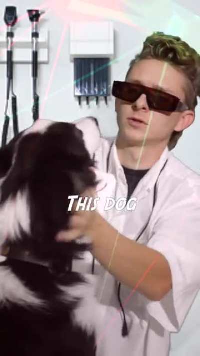 The Most Bad Dog on All of Planet