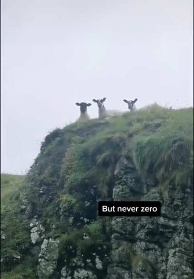 The council never forgets