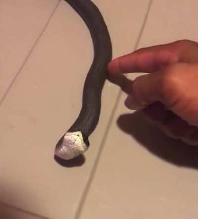 Snake dies :(