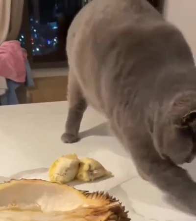 Cat's reaction to the smell of a durian fruit for the first time..🐈🥝♨️😅