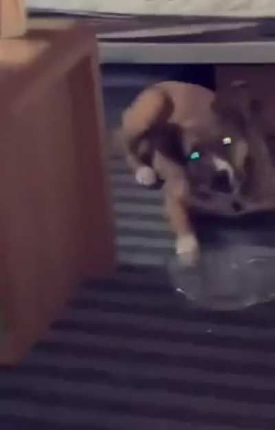 Doge