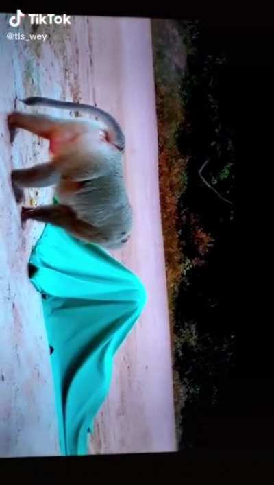 I know it’s tik tok but thought it was funny.