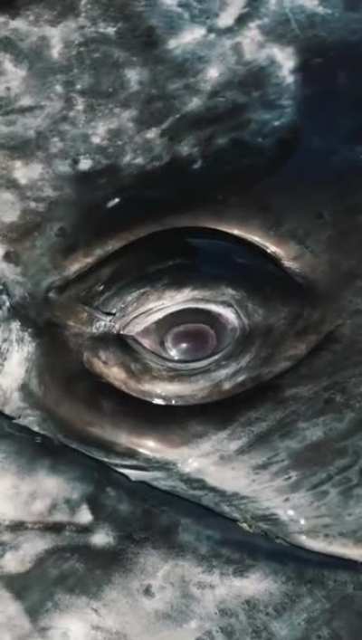 Look at that eye!!