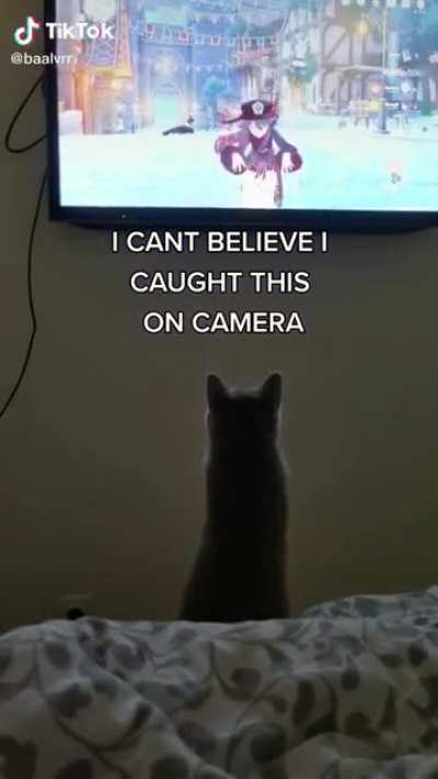 Kitty in its weeb phase..