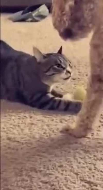 😹😹