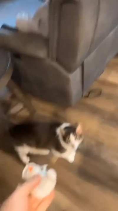 do cats count