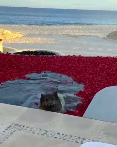 he thought it's a red carpet