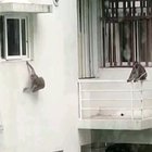 Planeta dos macacos virou realidade em condomínio do RJ. 16/04/2020.