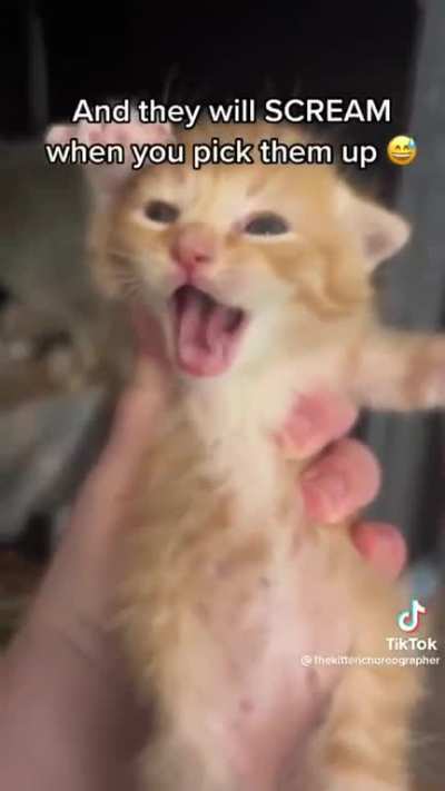 intense meowing