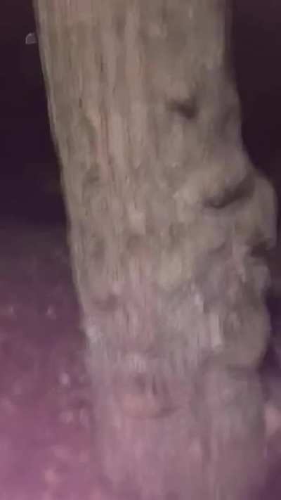 Out in the woods, late at night