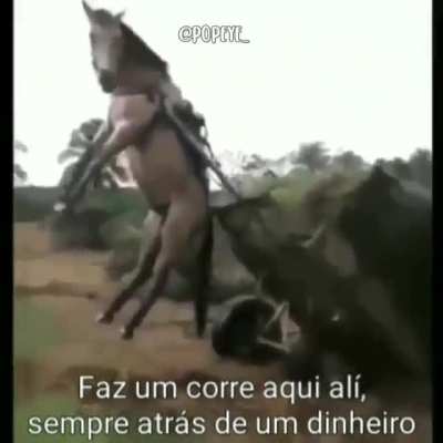 Cavalos são maravilhosos.