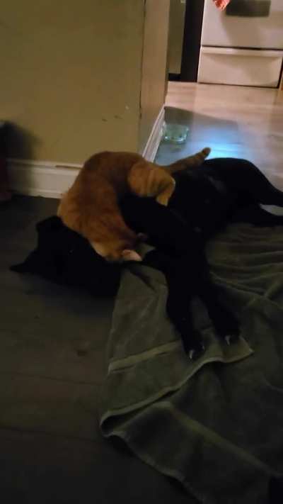 Frankenstein trying to murder the dog