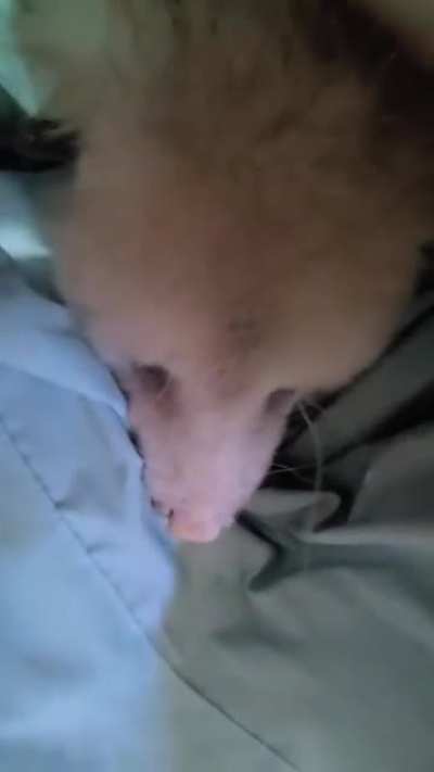 Opie being a bed hog