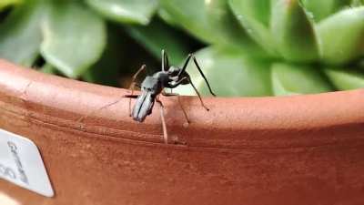 what a cool spid-AH!
