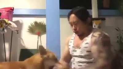 Corgi Fu..??