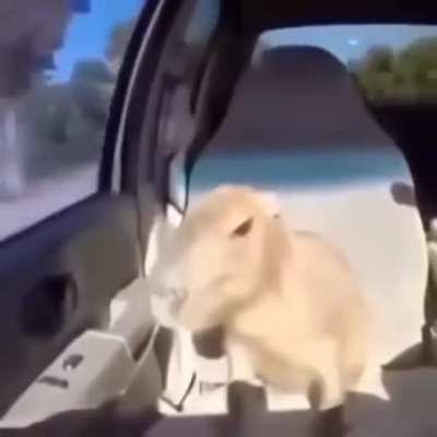 capybara