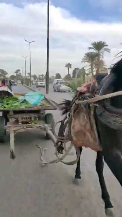Om El Donia <3
