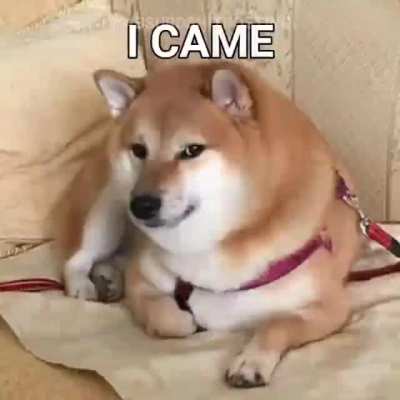 🙌🏾🙌🏾🙌🏾🐕 👑