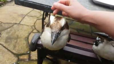 Purring kookaburras