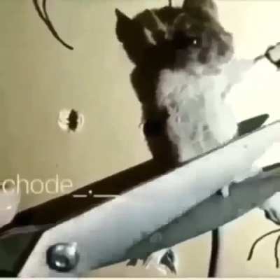Nooooo