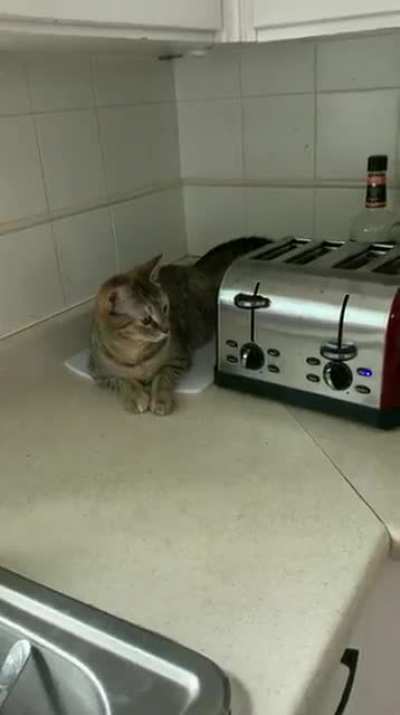 Gato loko