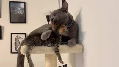 Special needs/permanent kitten Update: since you guys demanded more from the last post, this is one of the moments where I found out my HUGE male cat, that is completely unrelated to her- decided he wants to become a mother. 