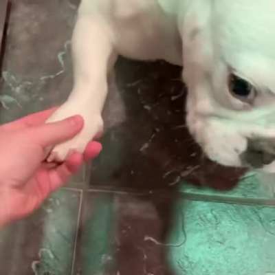 The other paw