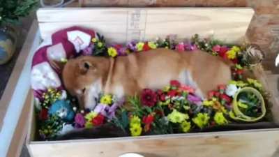 One last bonk- You will be missed