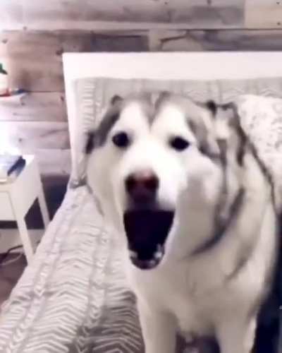 Such a beautiful doggo singing voice