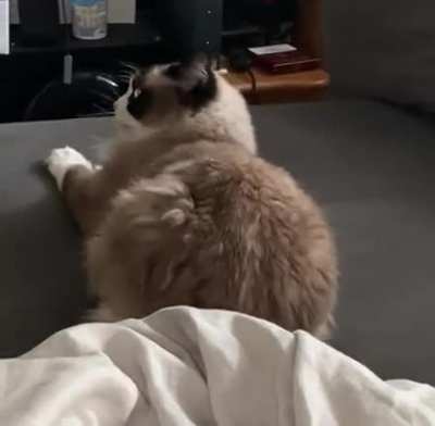 My cat being a derp.