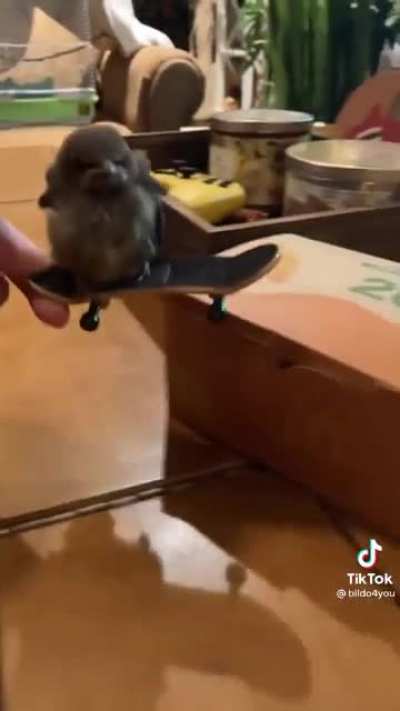 Sick bird