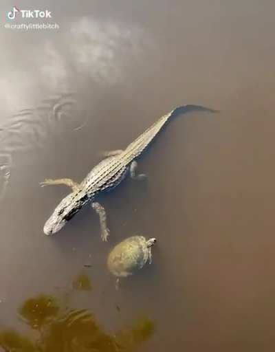 Toucha Tha Gator