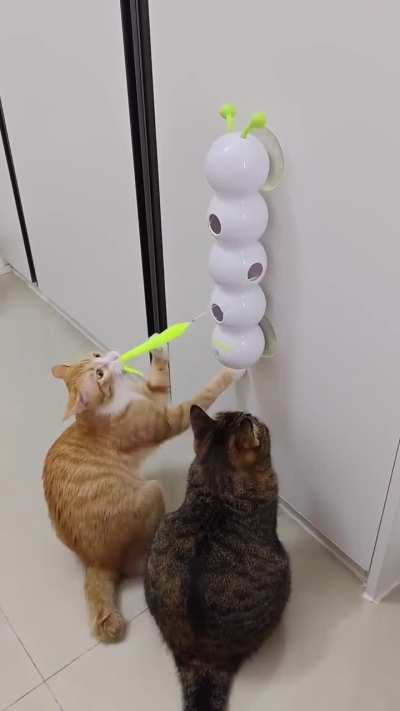 I need this for nonstop feline Fun