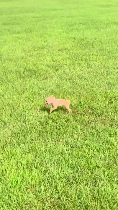 Arthur’s first time playing in the grass 😍