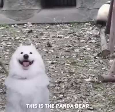 Teacher dog