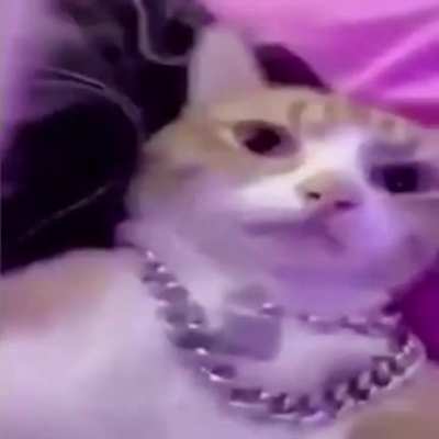 un cani