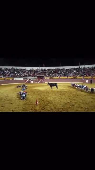 Dumb cow 😡