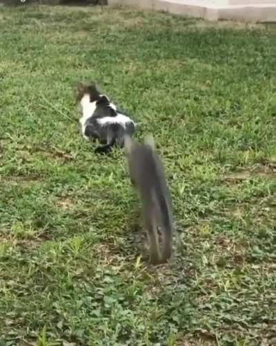 Why you little!