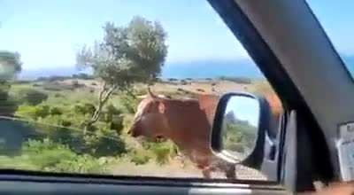 Ole la vaquita