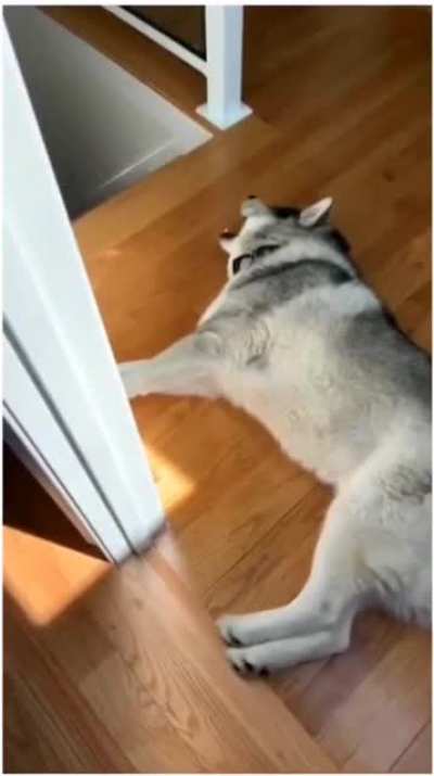 emergency sound be like