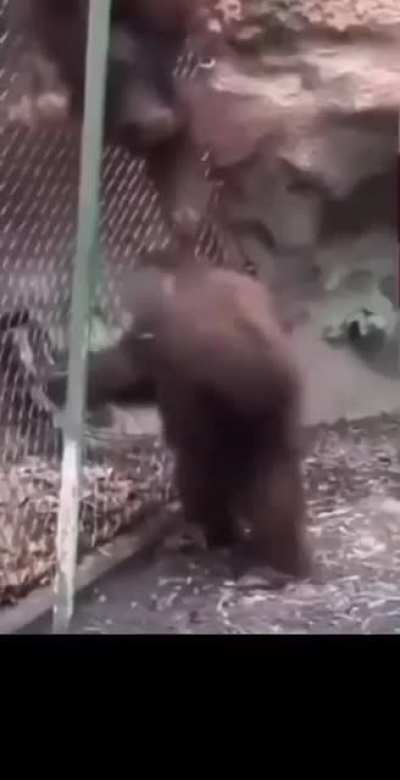 Spinbot monke