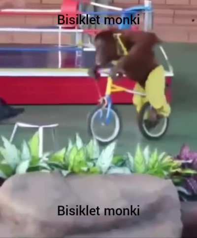 Akrabotik monki