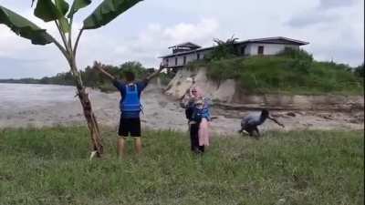 Just a guy punching a tree