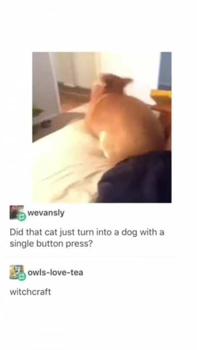 What the dog doin
