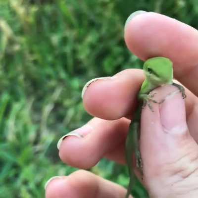 Don't bloop the lizard.