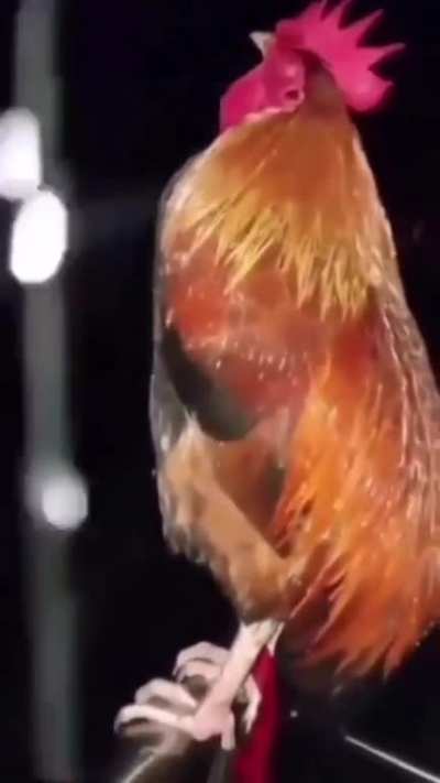 Yakuza 3 chicken