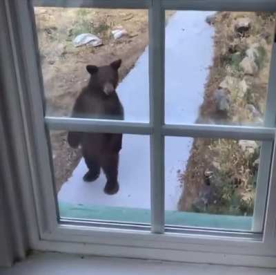 Bear standing on hind legs in front of a house